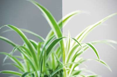 glastueren_loft_ornamentglastueren_motiv